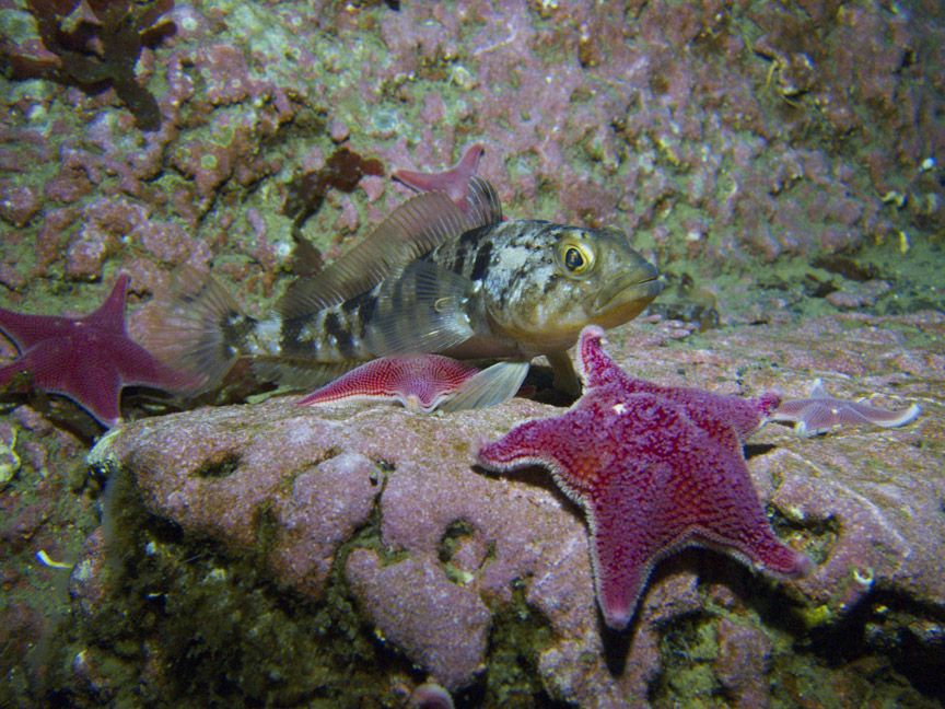 Emerald rock cod in Antarctica can handle some increases in temperature and carbon dioxide levels, but not both at the same time. With climate change, you rarely have one climate stressor without the other. Photo: Rob Robbins/US Antarctic Program
