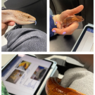 Compilation of pictures from ANS142 featuring reptiles