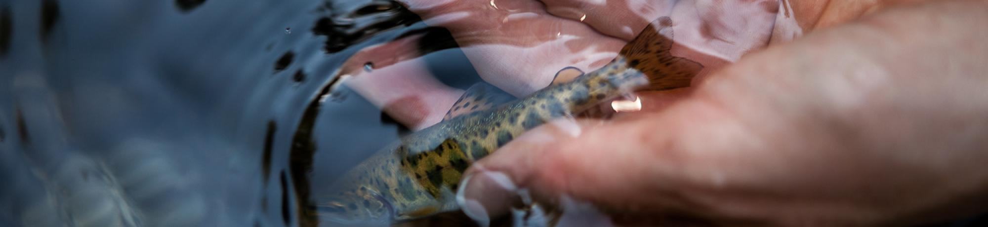 fish in hand