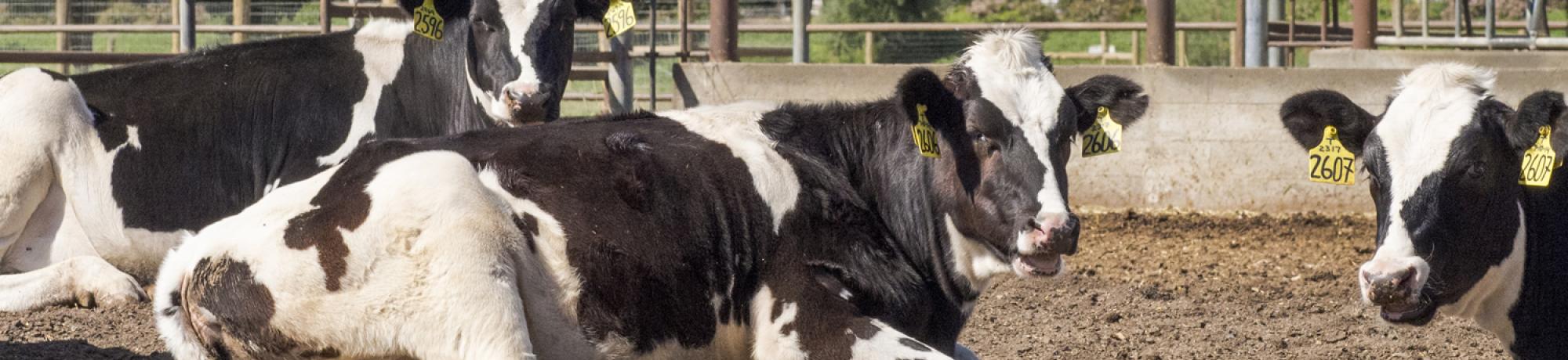 cattle